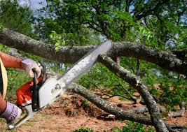 Tree and Shrub Care in Riverdale Park, MD